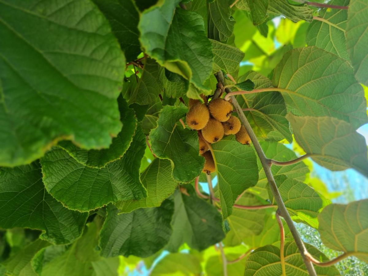 Apartment Traumhafte Gartenwohnung In Ueberlinger Hanglage - Zur Goldenen Kiwi *